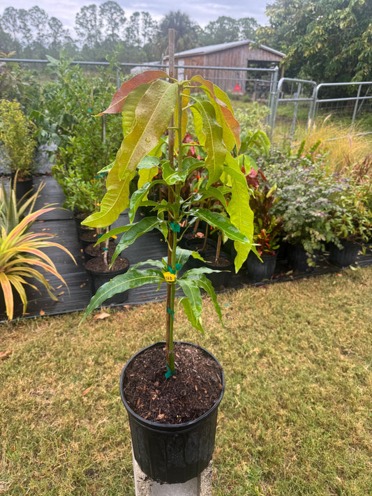 Lemon Zest Mango Tree - Live Plant Same Day Shipping!!!* No Shipping to CA or HI