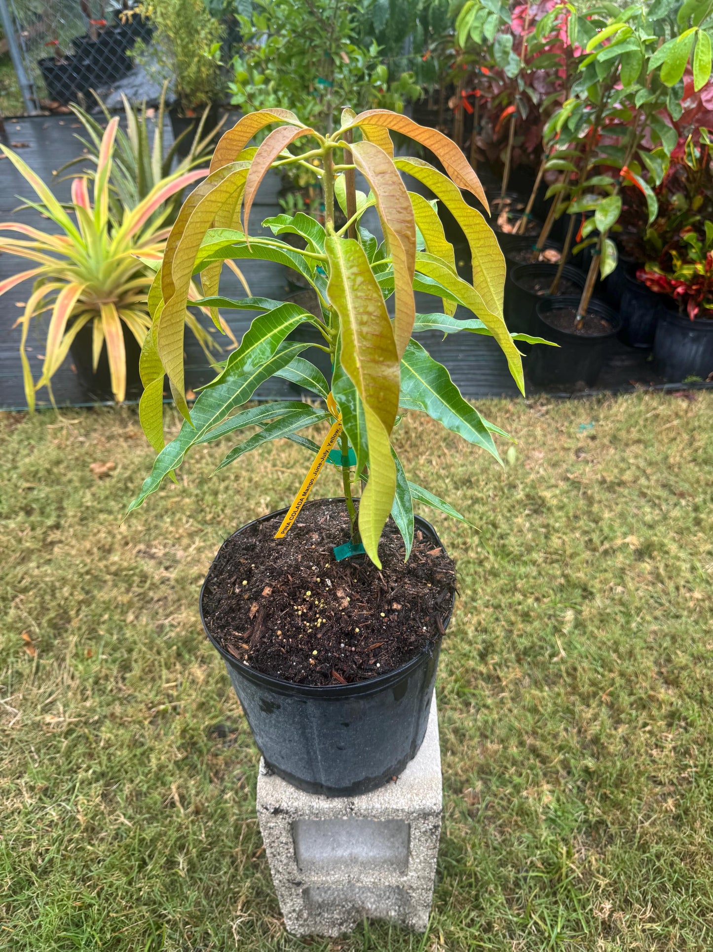 Pina Colada Mango Tree - Live Plant Same Day Shipping!!!* No Shipping to CA or HI