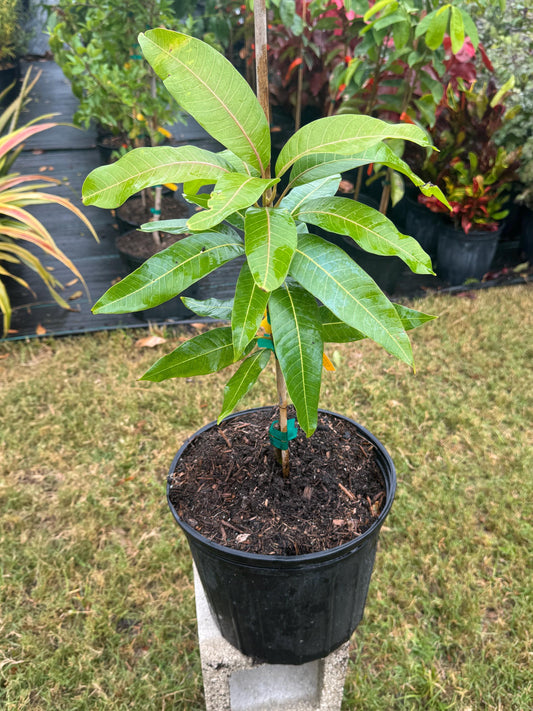 Cotton Candy Mango Tree - Live Plant Same Day/FREE Shipping!!!* No Shipping to CA or HI