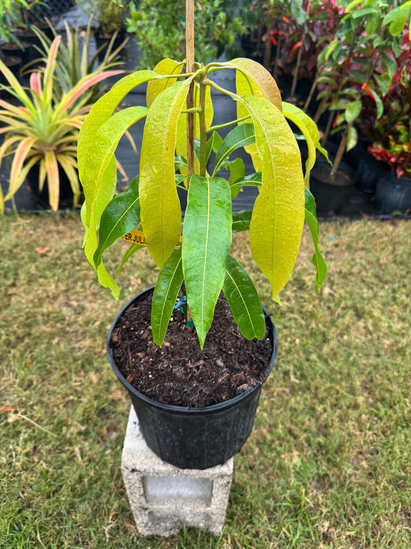 Super Julie Mango Tree - Live Plant Same Day Shipping!!!* No Shipping to CA or HI