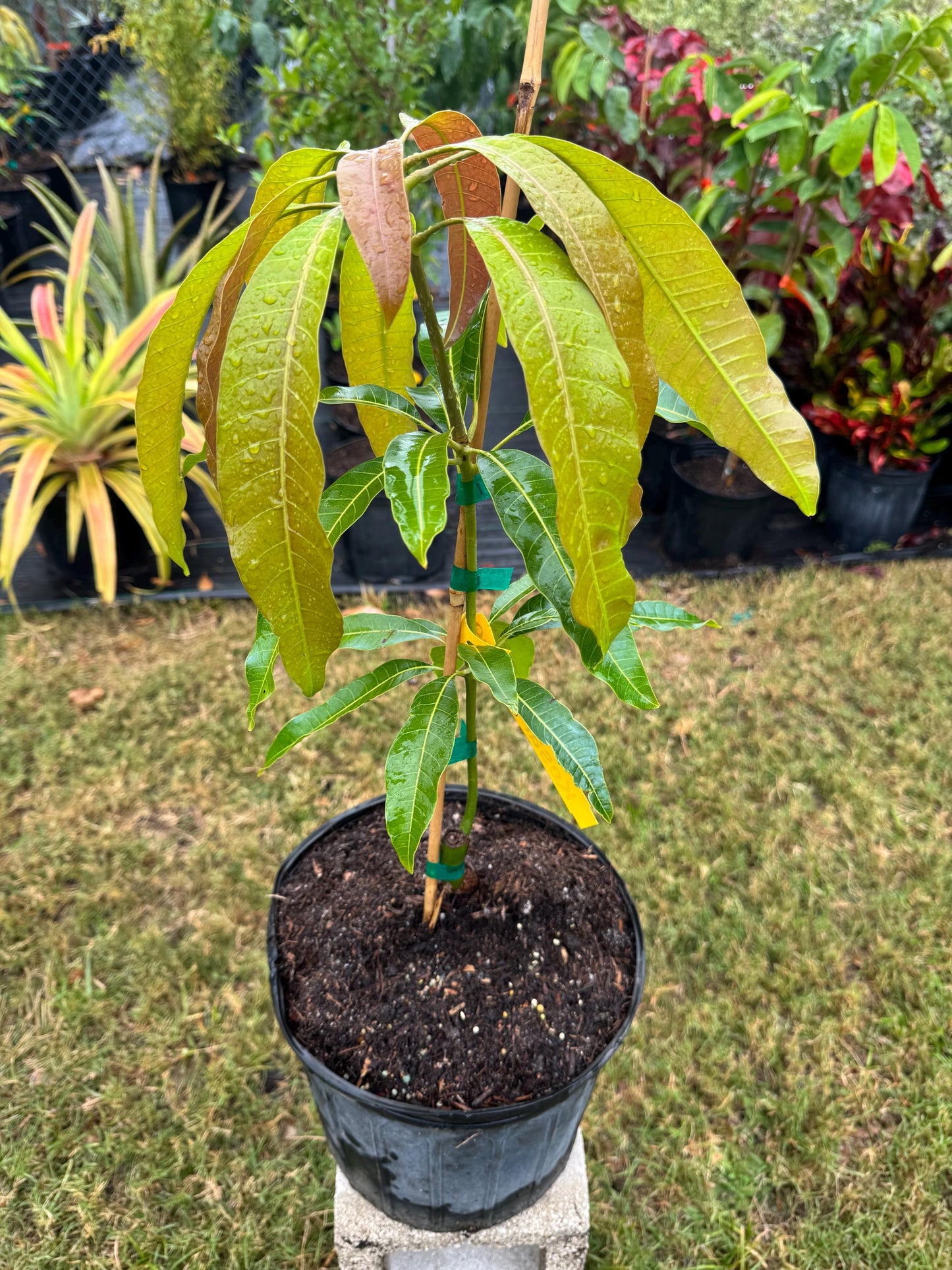 Kesar Mango Tree - Live Plant Same Day Shipping!!!* No Shipping to CA or HI