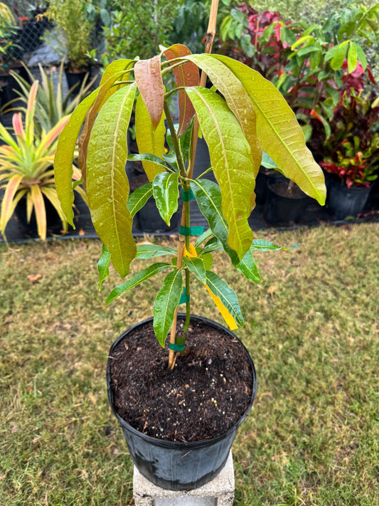 Kesar Mango Tree - Live Plant Same Day Shipping!!!* No Shipping to CA or HI