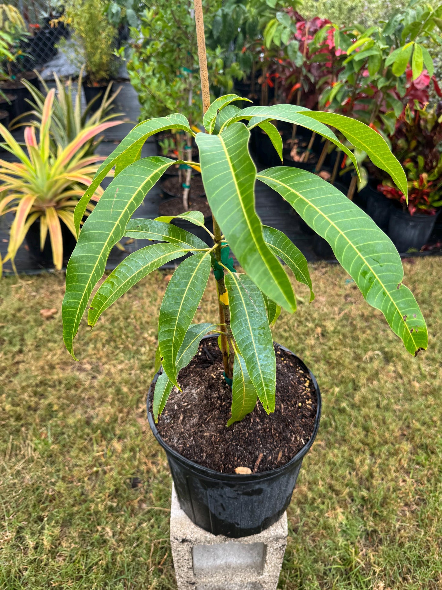 Bailey's Marvel Mango Tree - Live Plant Same Day/FREE Shipping!!!* No Shipping to CA or HI