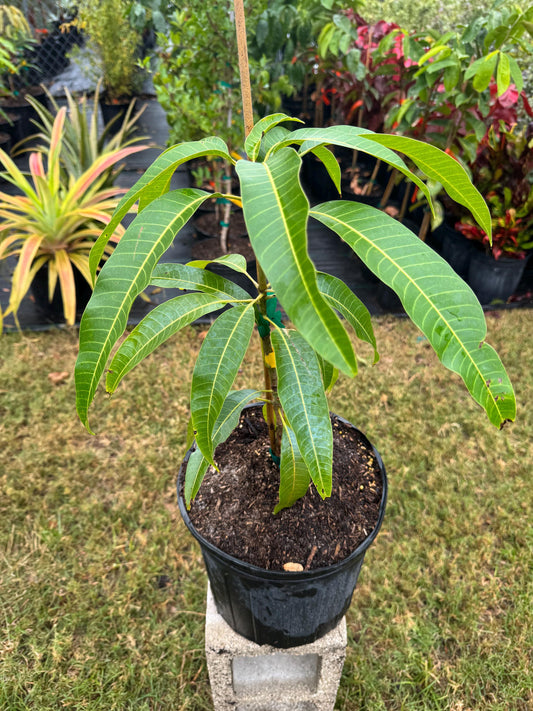 Bailey's Marvel Mango Tree - Live Plant Same Day/FREE Shipping!!!* No Shipping to CA or HI