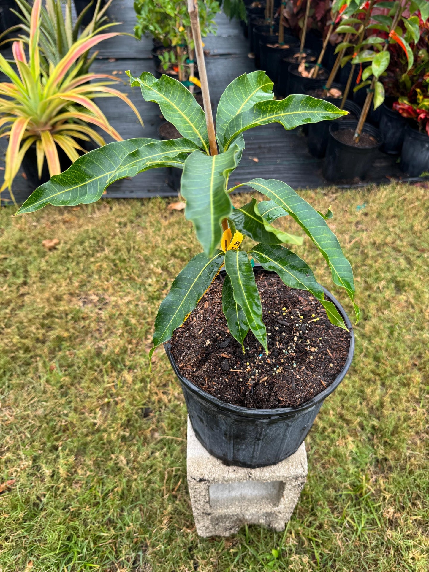 Cogshall Mango Tree - Live Plant Same Day/FREE Shipping!!!* No Shipping to CA or HI