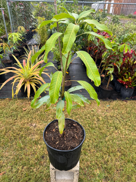 Keo Savoy Mango Tree - Live Plant Same Day Shipping!!!* No Shipping to CA or HI