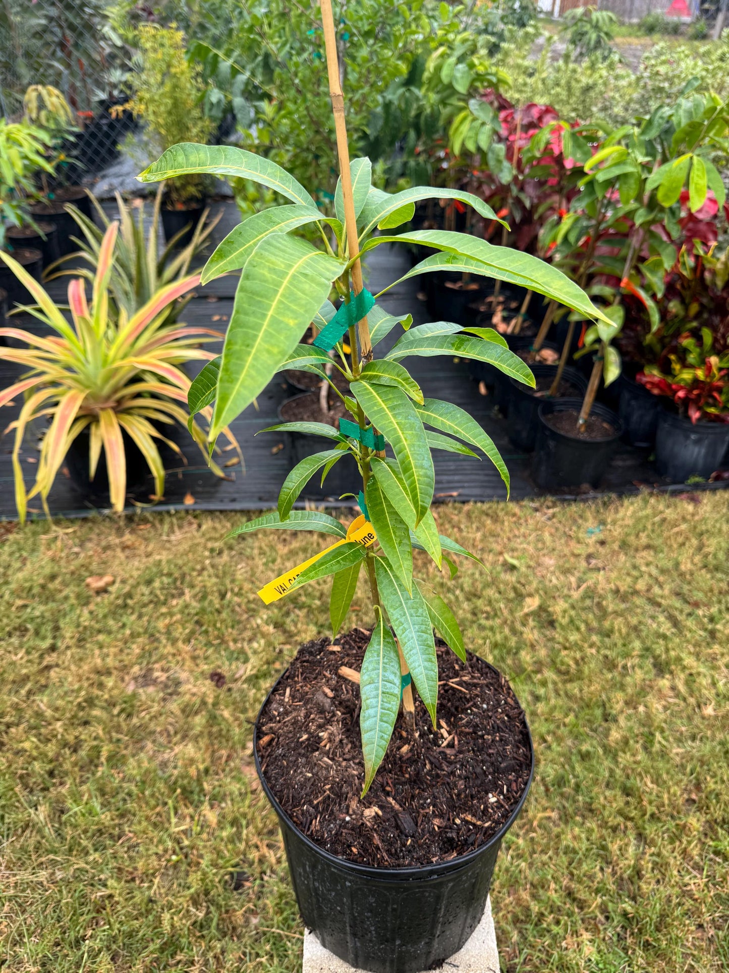 Valcarrie Mango Tree - Live Plant Same Day Shipping!!!* No Shipping to CA or HI