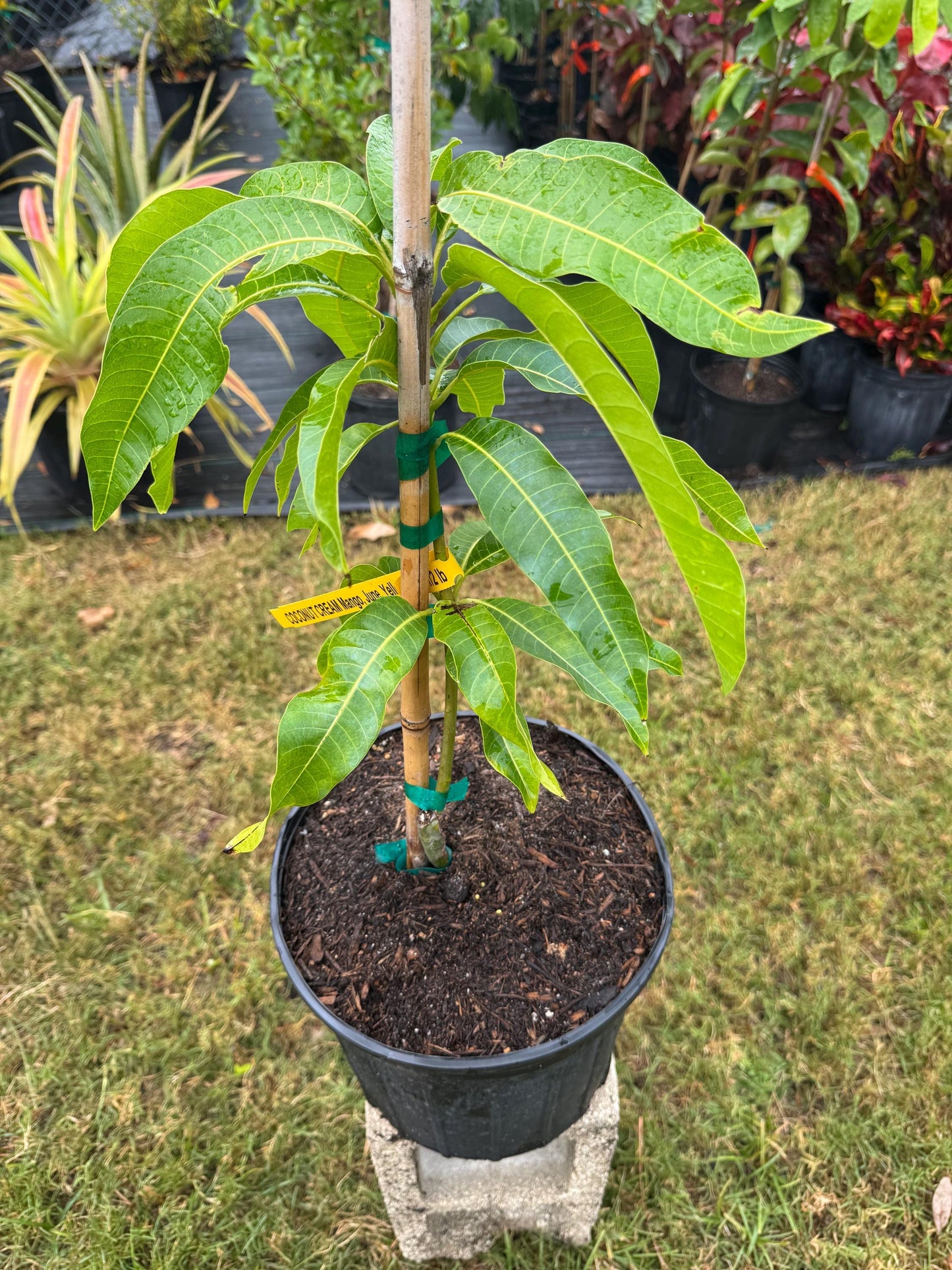 Coconut Cream Mango Tree - Live Plant Same Day/FREE Shipping!!!* No Shipping to CA or HI