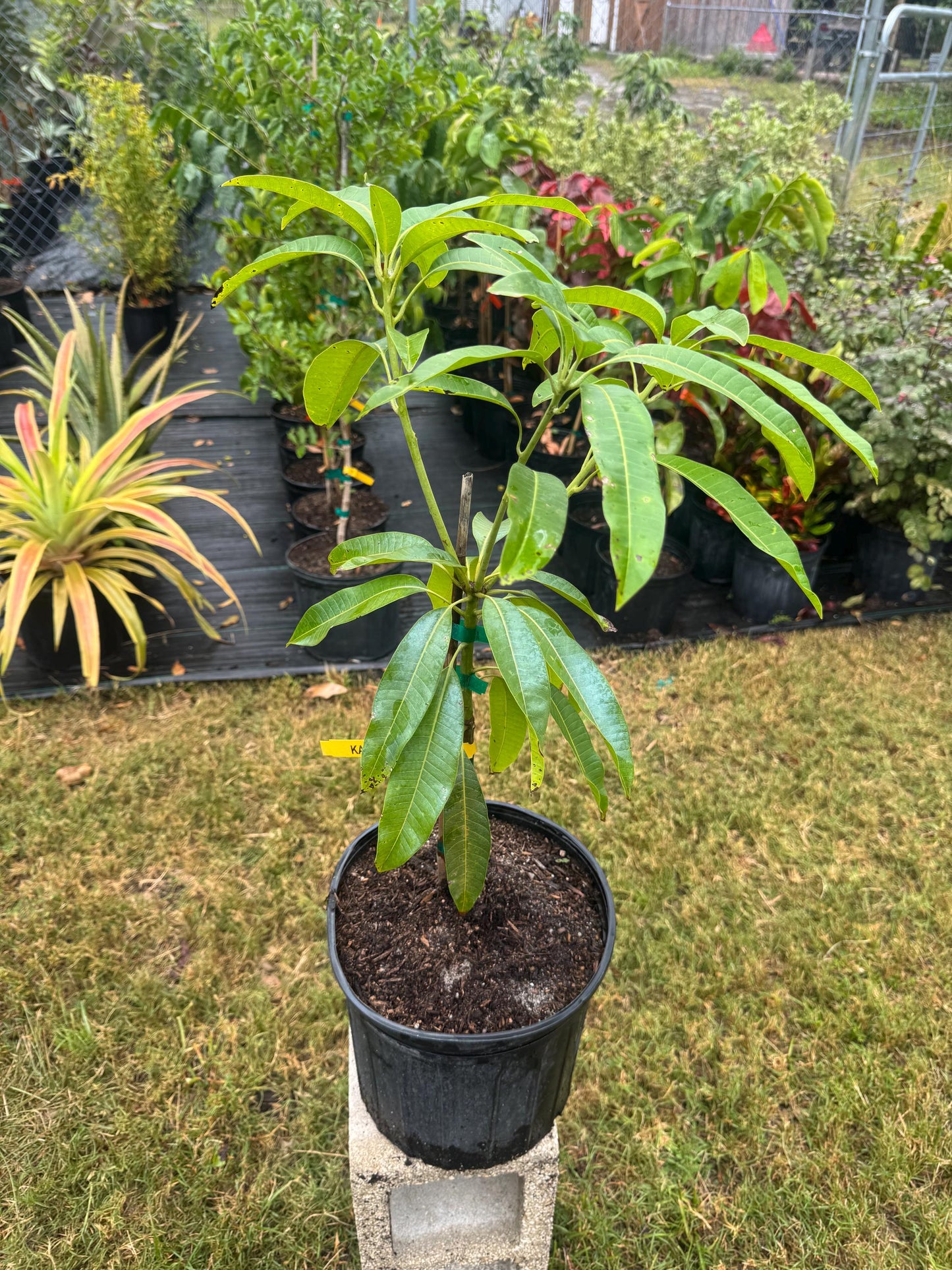 Kathy K3 Mango Tree - Live Plant Same Day Shipping!!!* No Shipping to CA or HI