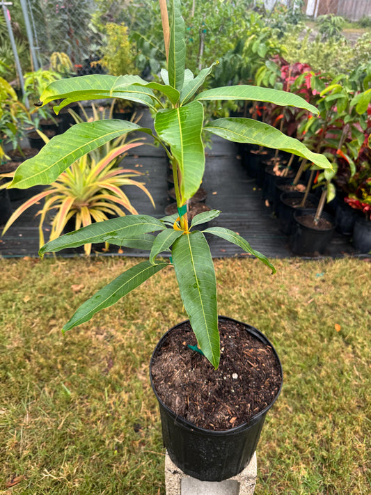 Phillipine Mango Tree - Live Plant Same Day Shipping!!!* No Shipping to CA or HI