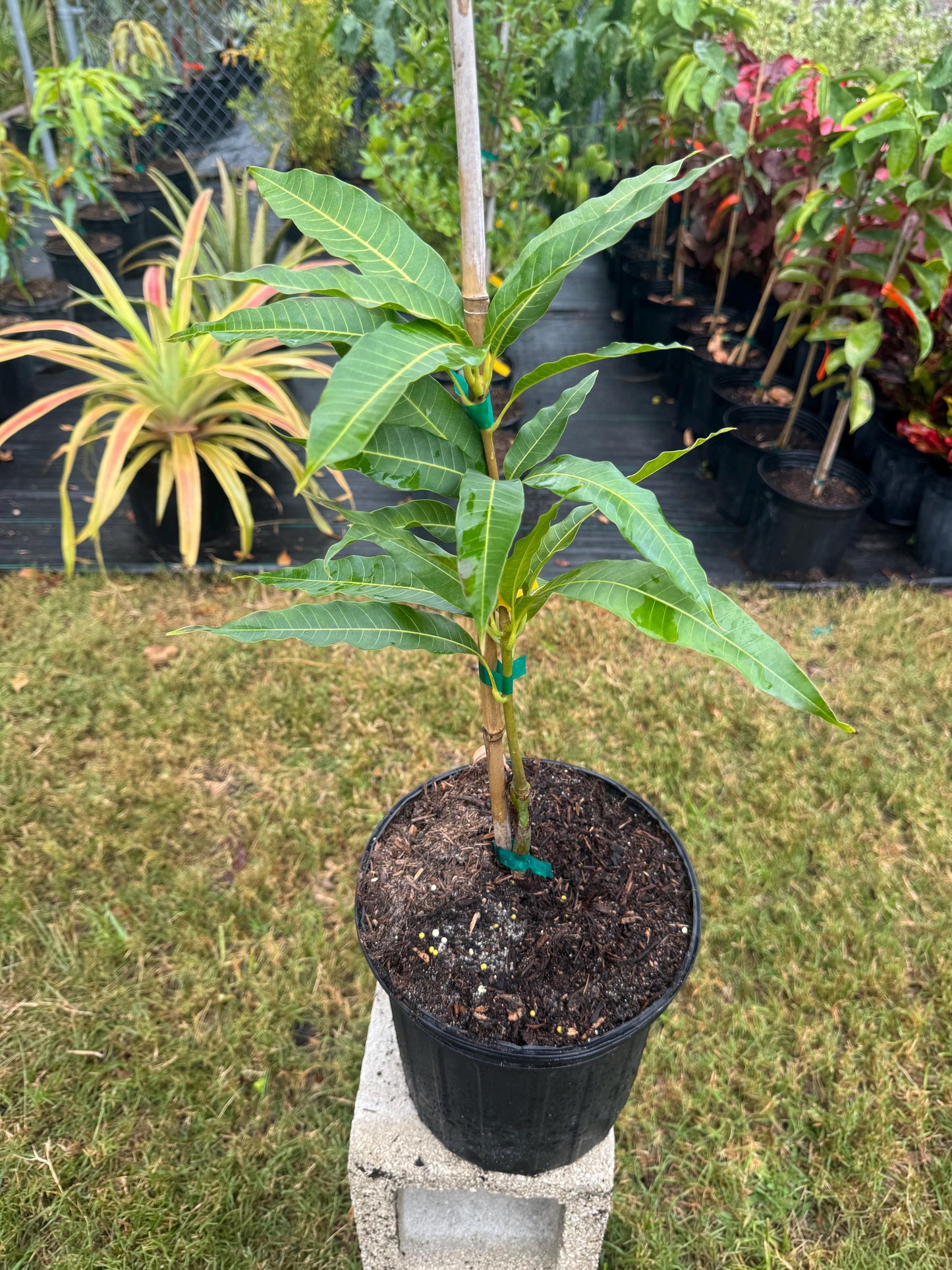 Creme Brulee Grafted Mango Tree - Live Plant Same Day Shipping!!!* No Shipping to CA or HI