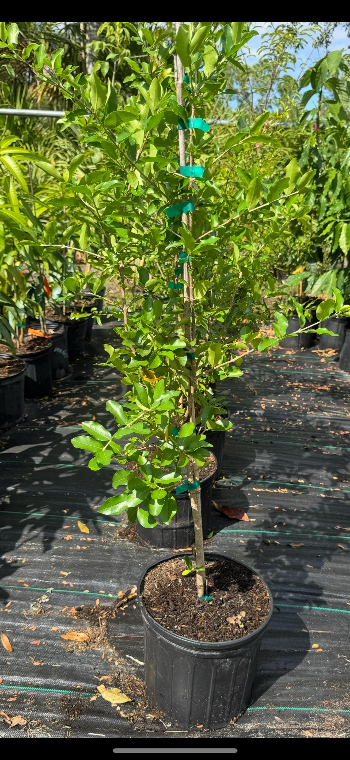 Barbados Cherry (Malpighia emarginata) - Live Plant Same Day/FREE Shipping!!!* No Shipping to CA or HI