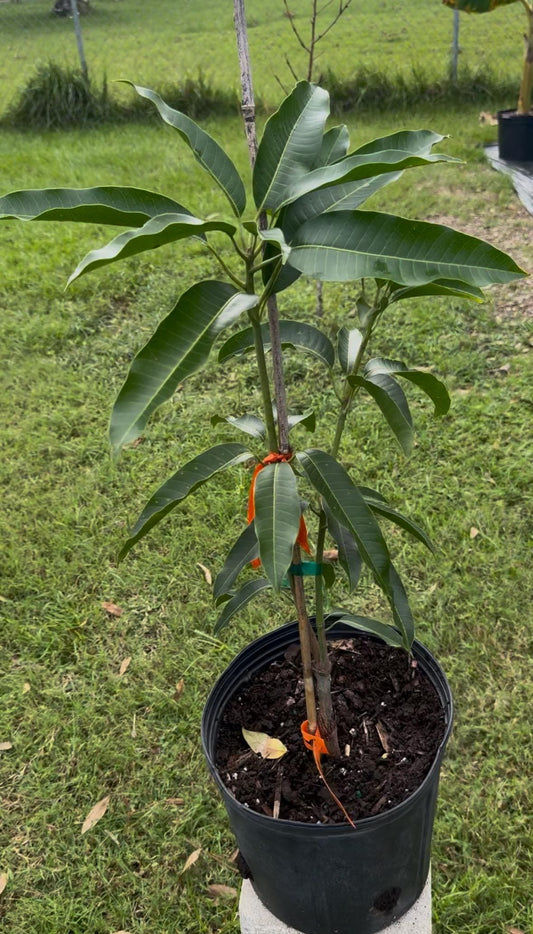 Manila Grafted Mango Tree - Live Plant Same Day Shipping!!!* No Shipping to CA or HI