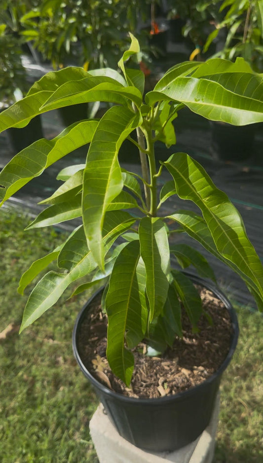 Ceci Love Grafted Mango Tree - Live Plant Same Day/FREE Shipping!!!* No Shipping to CA or HI