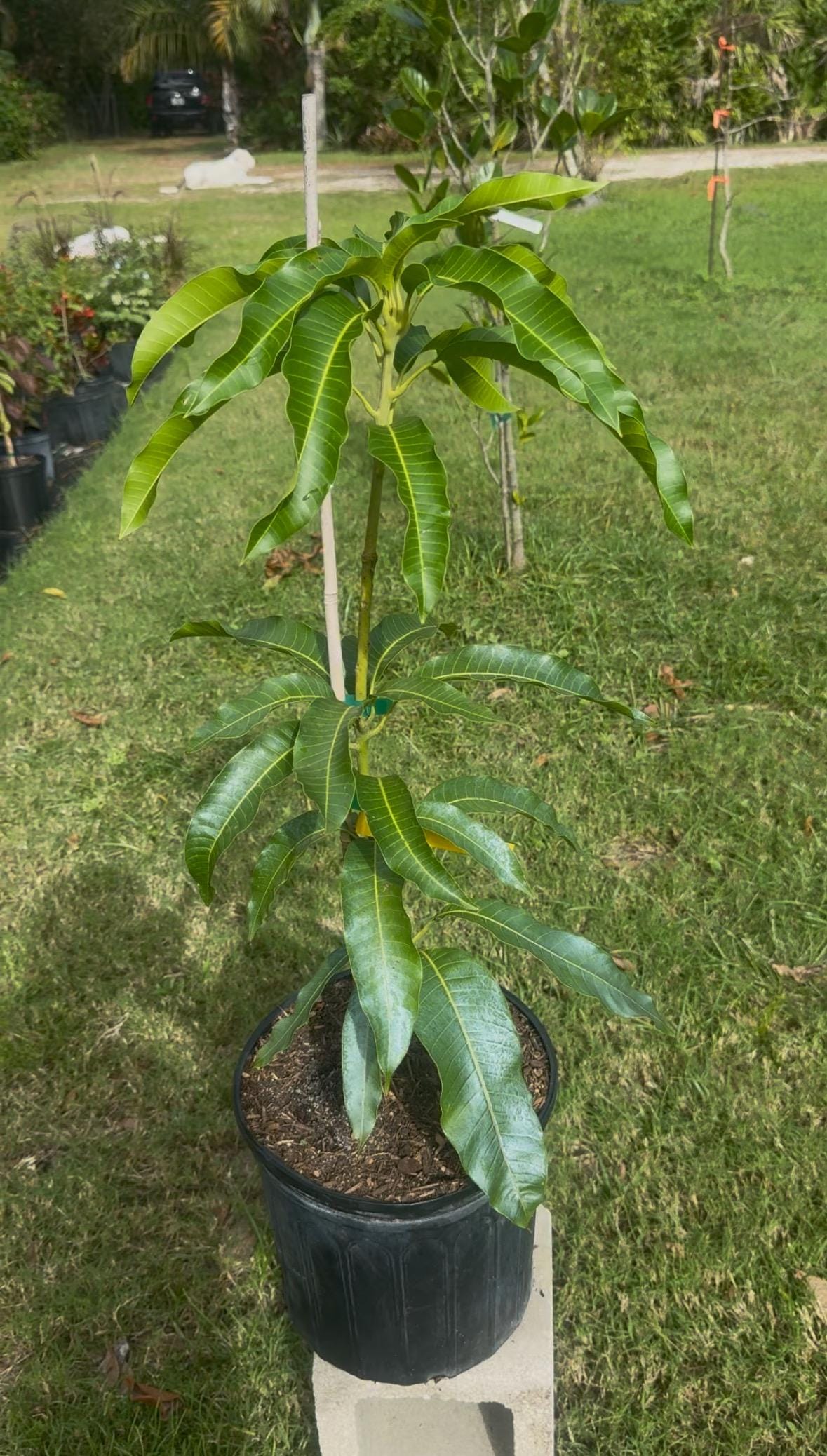 Tommy Atkins a/k/a Florida Mango Grafted Mango Tree - Live Plant Same Day Shipping!!!* No Shipping to CA or HI