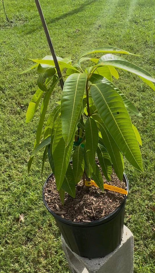 Pickering Grafted Mango Tree - Live Plant Same Day Shipping!!!* No Shipping to CA or HI