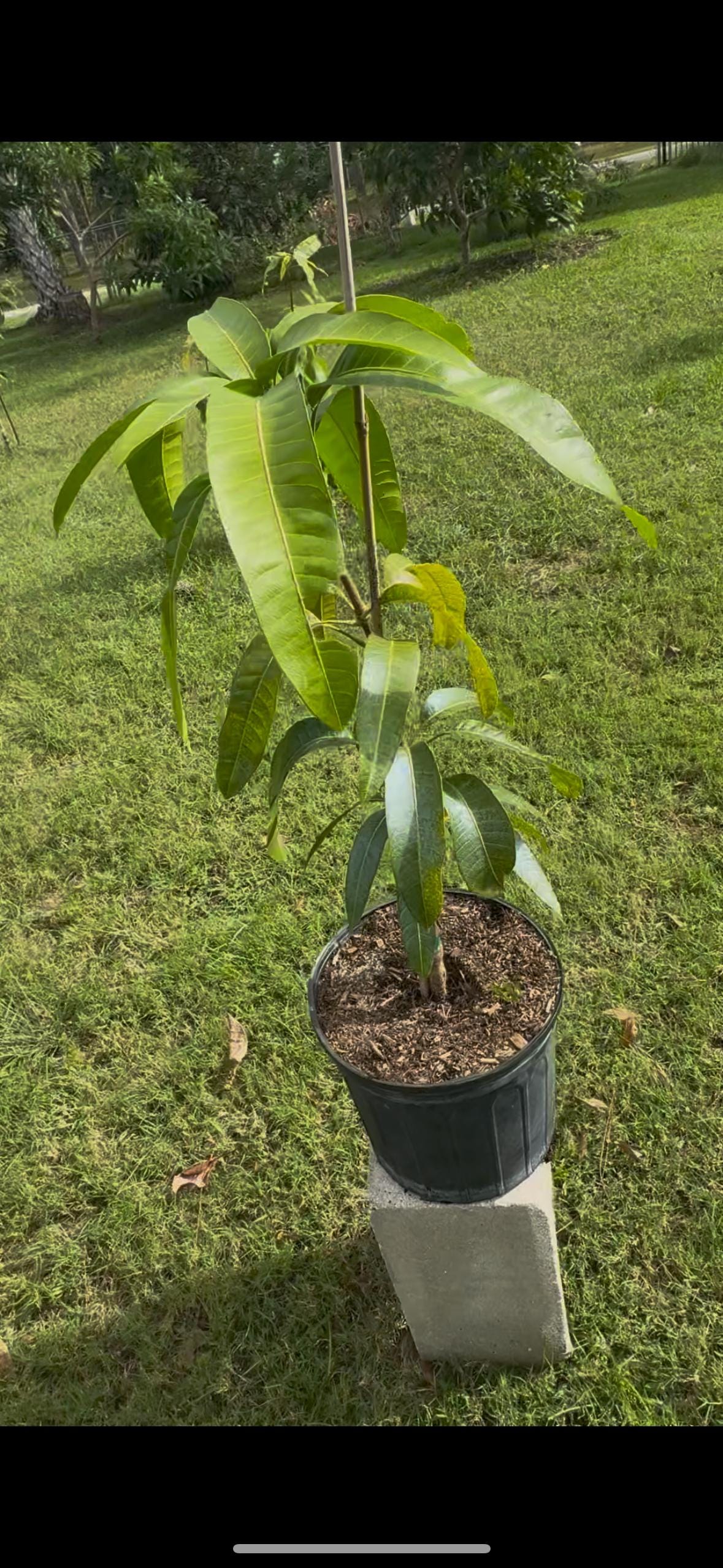 Kiew Yai also known as Cat Saigon Grafted Mango Tree - Live Plant Same Day Shipping!!!* No Shipping to CA or HI