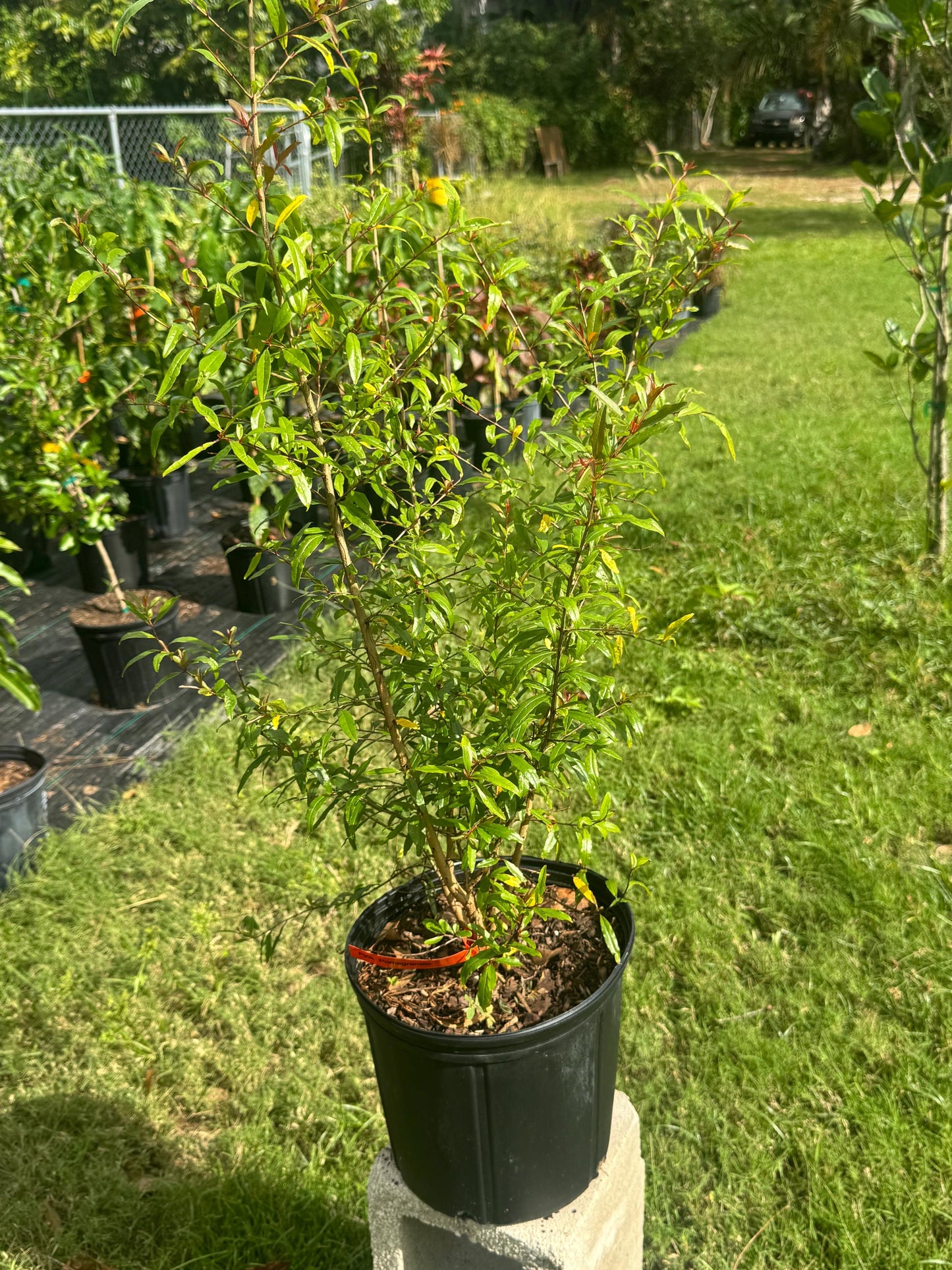 Pink Pomegranate a/k/a Sin Pepe - Live Plant Same Day Shipping!!!* No Shipping to CA or HI