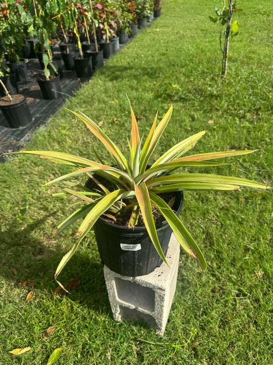 White Jade Pineapple Plant - Live Plant Same Day Shipping!!!* No Shipping to CA or HI