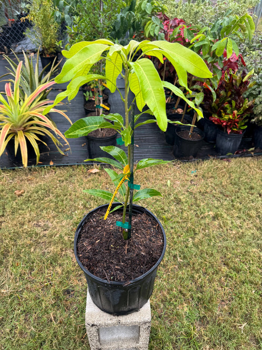 Orange Sherbet Mango Tree - Live Plant Same Day Shipping!!!* No Shipping to CA or HI