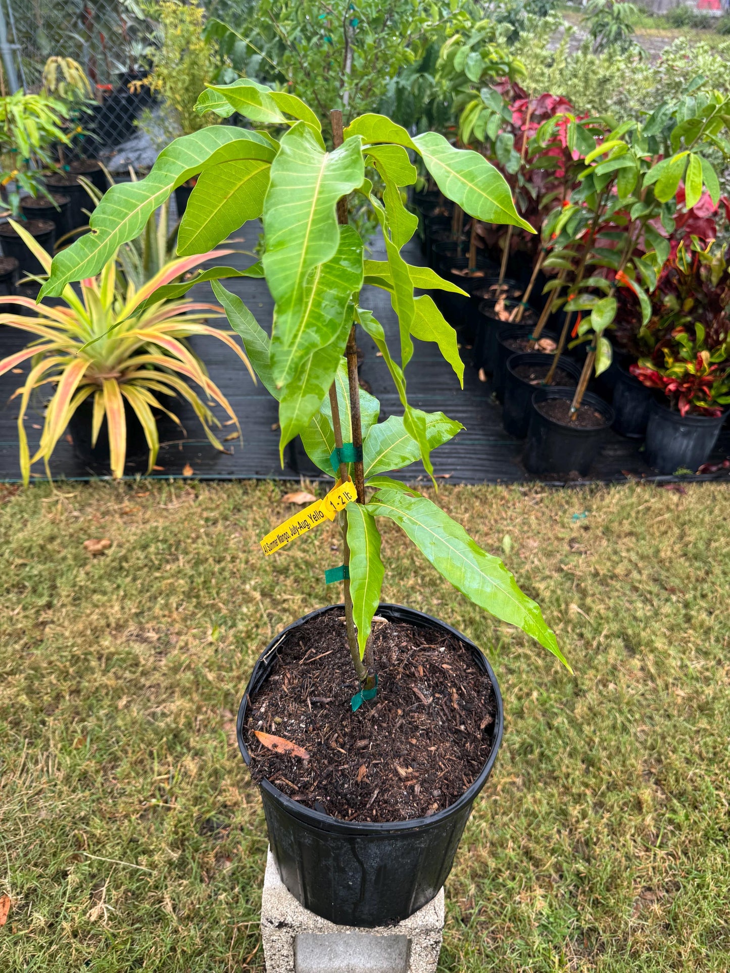 All Summer Mango Tree - Live Plant Same Day/FREE Shipping!!!* No Shipping to CA or HI