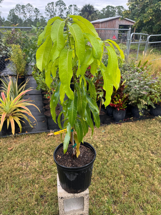 Carrie Mango Tree - Live Plant Same Day/FREE Shipping!!!* No Shipping to CA or HI