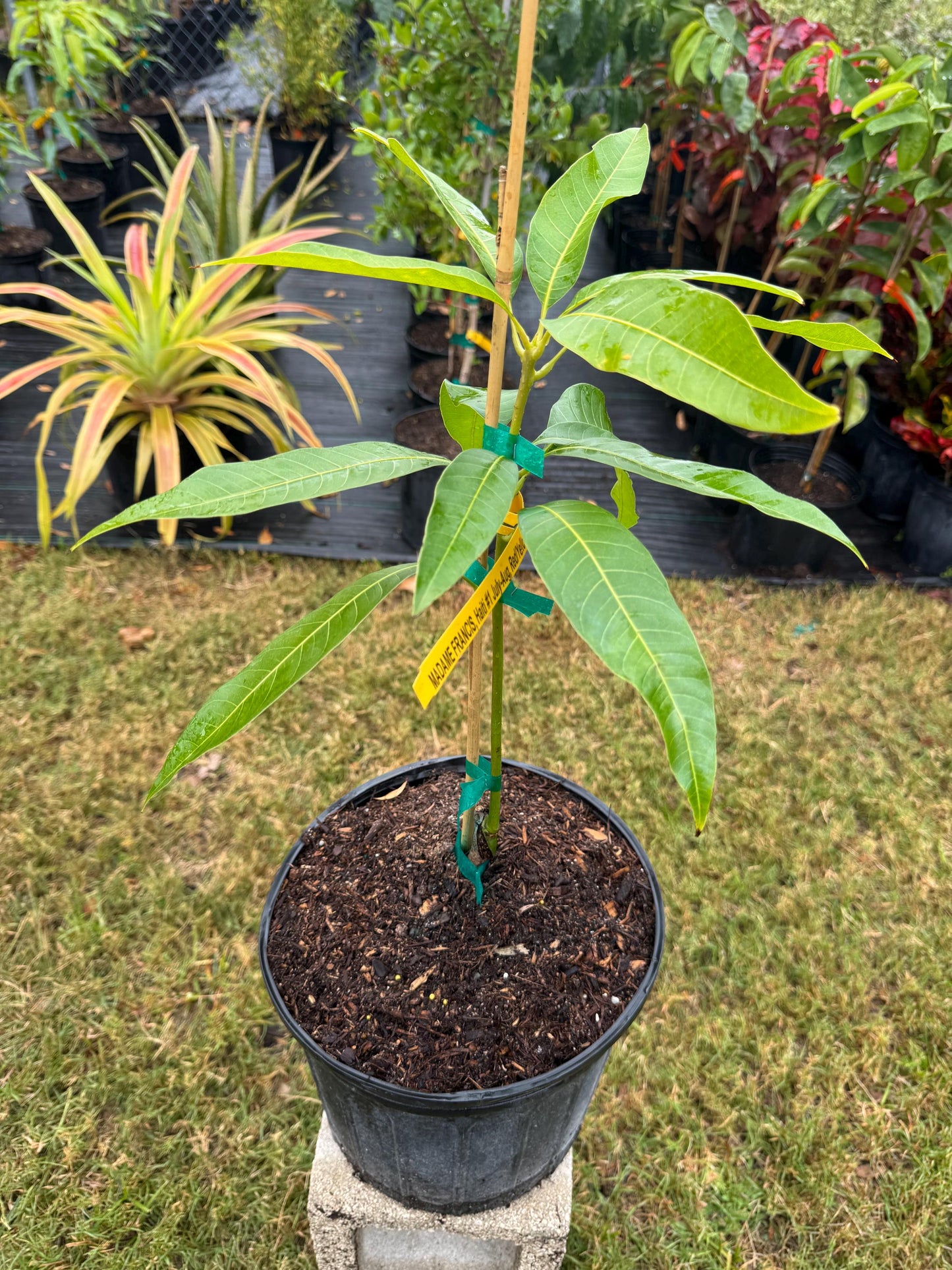 Madame Francis Mango Tree - Live Plant Same Day Shipping!!!* No Shipping to CA or HI