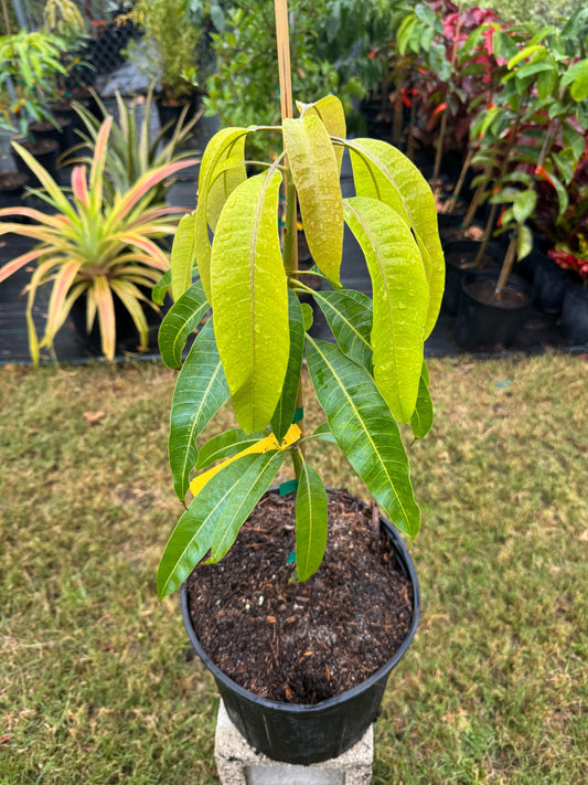 Bombay Marvel Mango Tree - Live Plant Same Day/FREE Shipping!!!* No Shipping to CA or HI