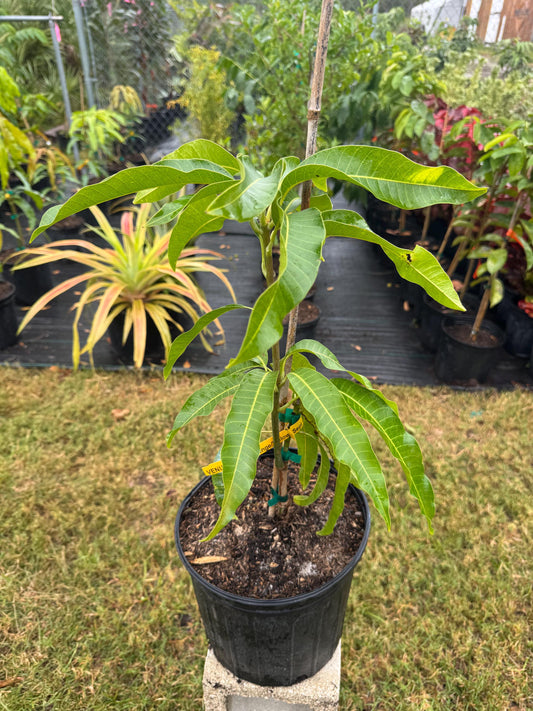 Venus Mango Tree - Live Plant Same Day Shipping!!!* No Shipping to CA or HI