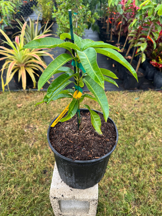 Orange Essence Mango Tree - Live Plant Same Day Shipping!!!* No Shipping to CA or HI