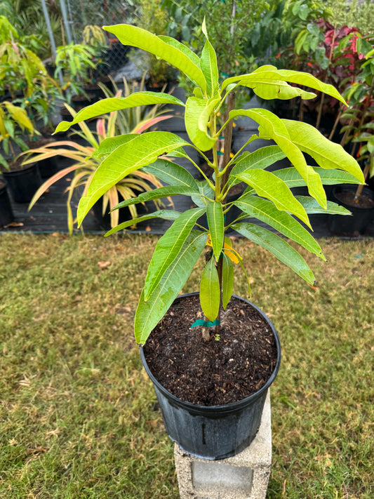 Madame Blanc Mango Tree - Live Plant Same Day Shipping!!!* No Shipping to CA or HI