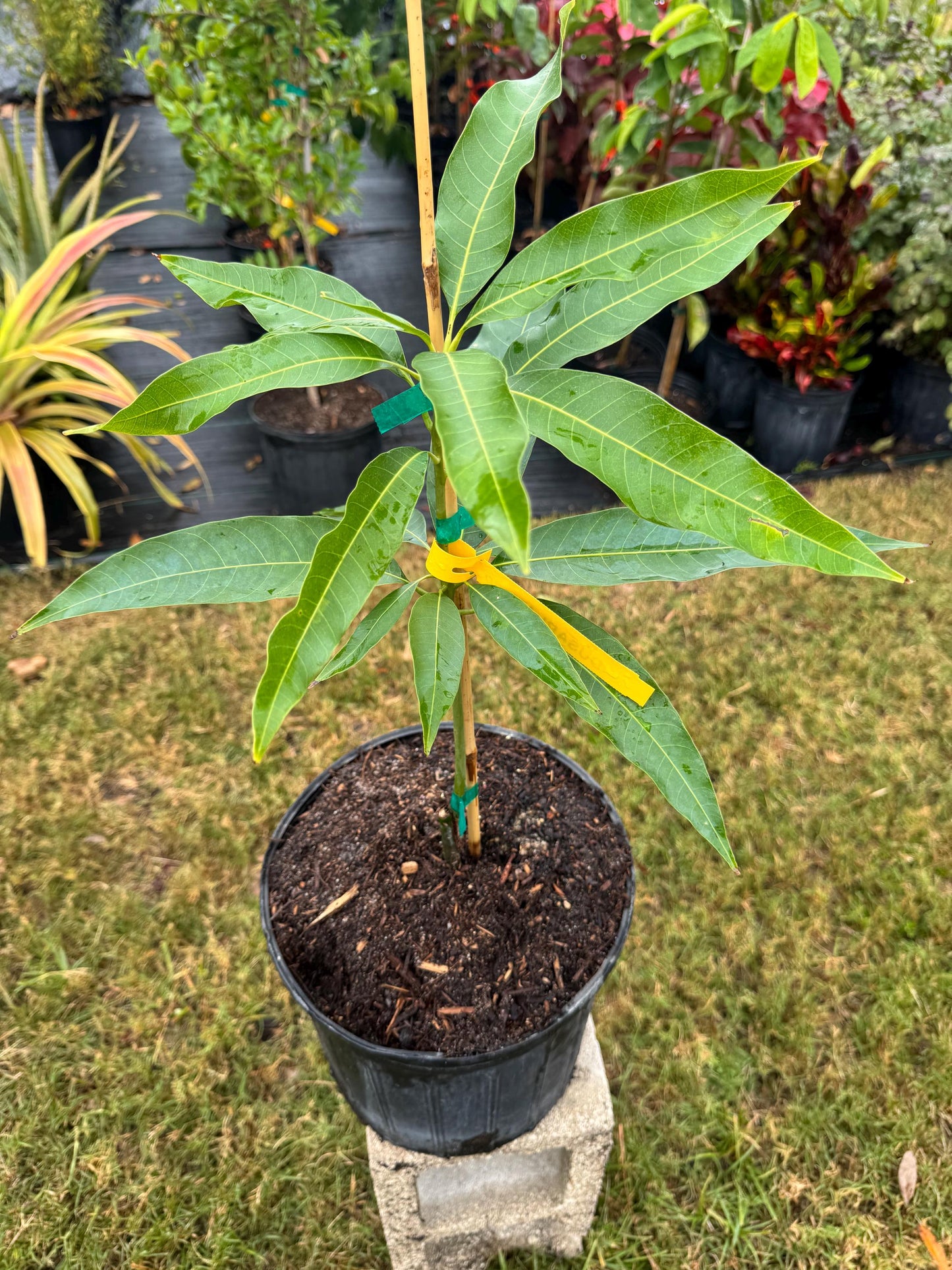 Dusari Grafted Mango Tree - Live Plant Same Day/Free Shipping!!!* No Shipping to CA or HI Dashehari, Dusehri, and Dussehri