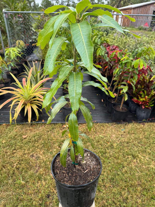 Valencia Pride Mango Tree - Live Plant Same Day Shipping!!!* No Shipping to CA or HI