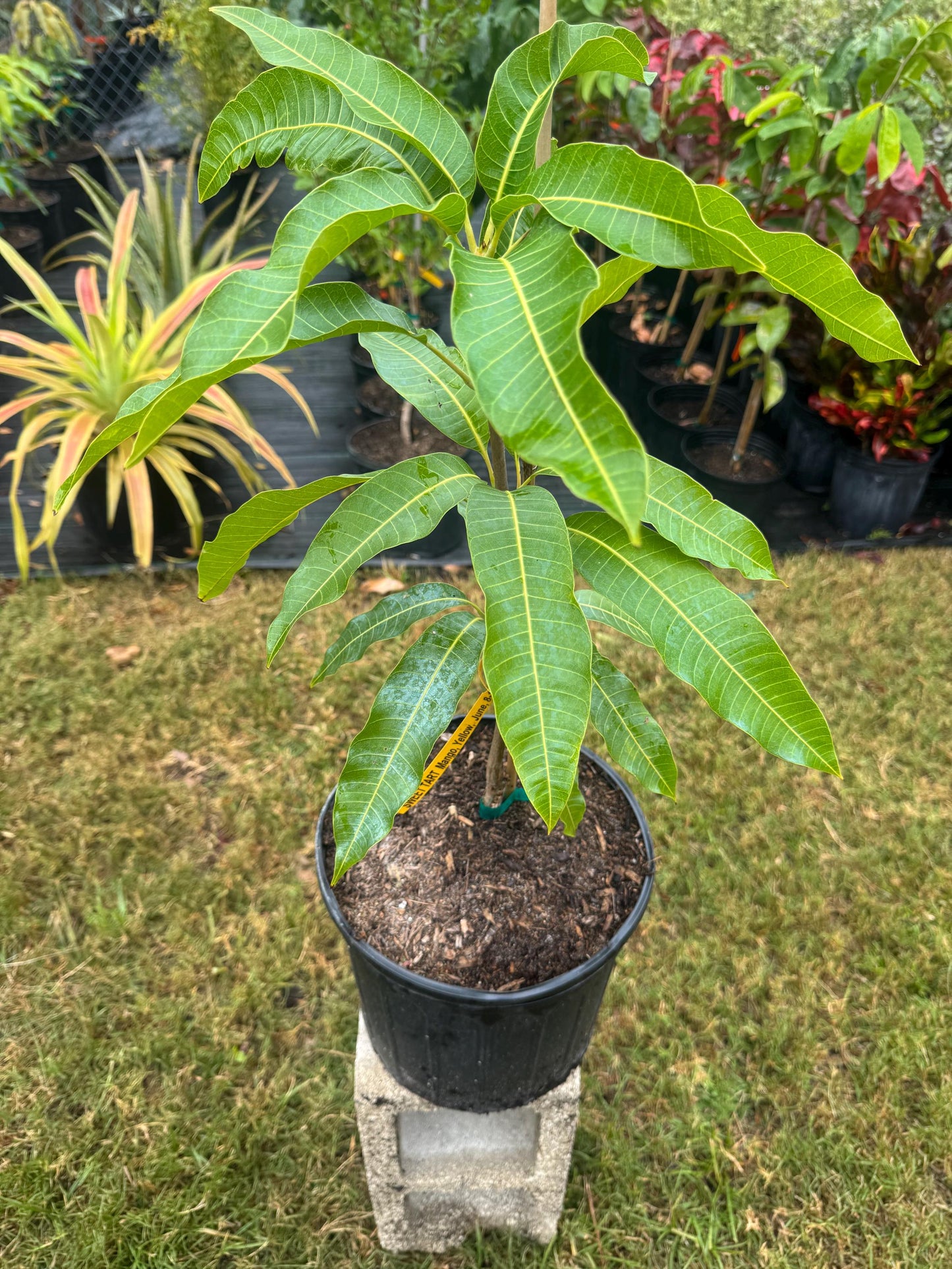 Sweet Tart Mango Tree - Live Plant Same Day Shipping!!!* No Shipping to CA or HI