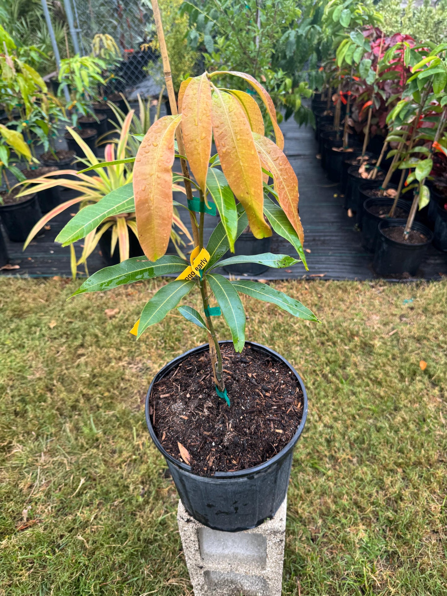 Dwarf Hawaiian Grafted Mango Tree - Live Plant Same Day/FREE Shipping!!!* No Shipping to CA or HI