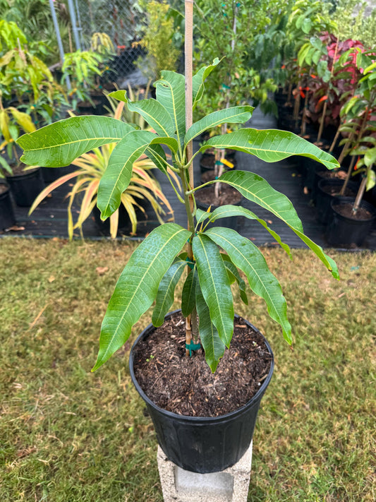 Sunrise Mango Tree - Live Plant Same Day Shipping!!!* No Shipping to CA or HI