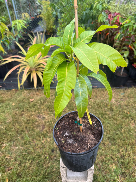 Karen Michelle Mango Tree - Live Plant Same Day Shipping!!!* No Shipping to CA or HI