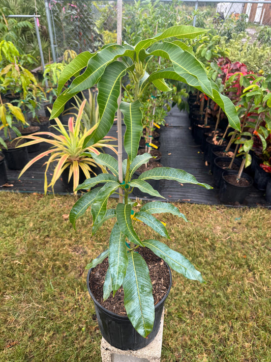 Edward Grafted Mango Tree - Live Plant Same/FREE Day Shipping!!!* No Shipping to CA or HI