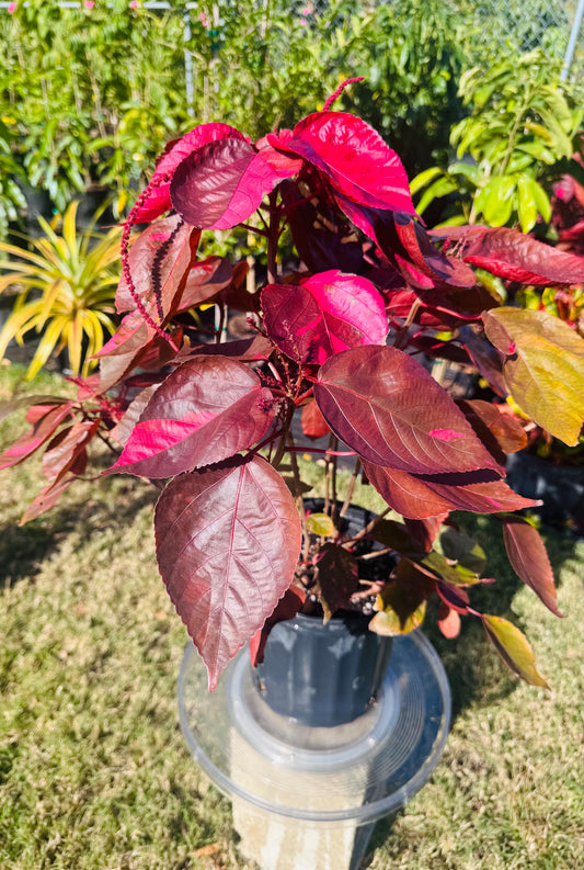 Copper Leaf Plant (Acalypha wilkesiana) - Live Plant Same Day Shipping & Free Shipping!!!* No Shipping to CA or HI