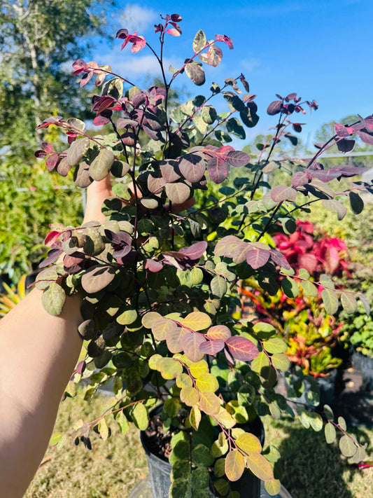 Snowbush (Breynia disticha) SAME DAY SHIPPING & Free Shipping!