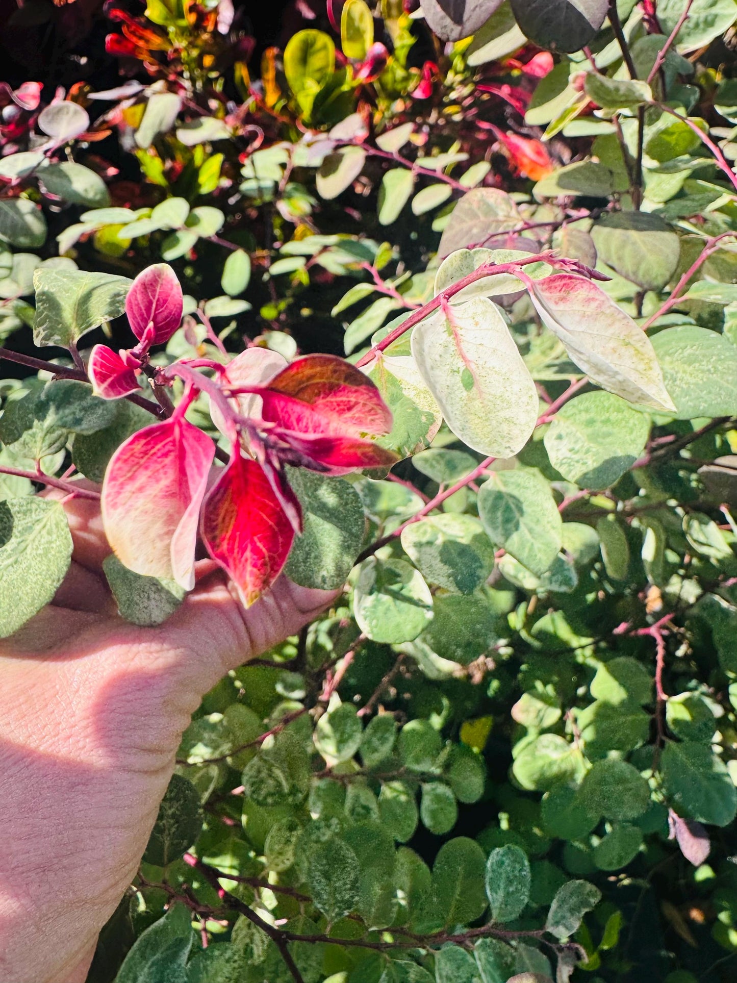 Snowbush (Breynia disticha) SAME DAY SHIPPING & Free Shipping!