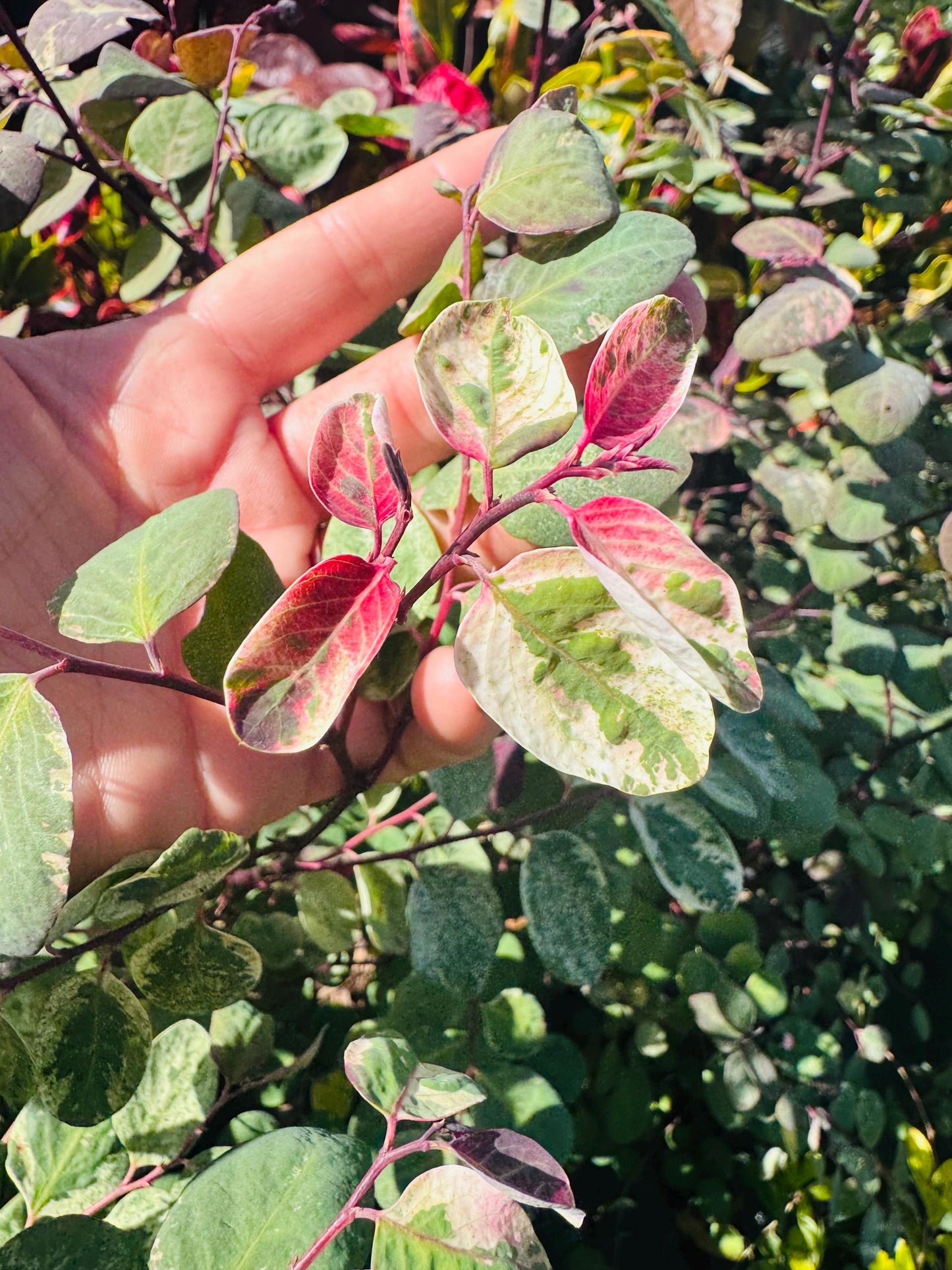 Snowbush (Breynia disticha) SAME DAY SHIPPING & Free Shipping!