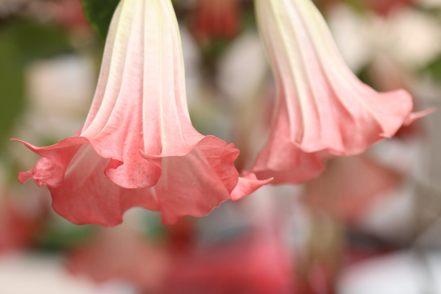 Angel Trumpets (2) Rooted Cuttings - 1 white & 1 pink $25.00