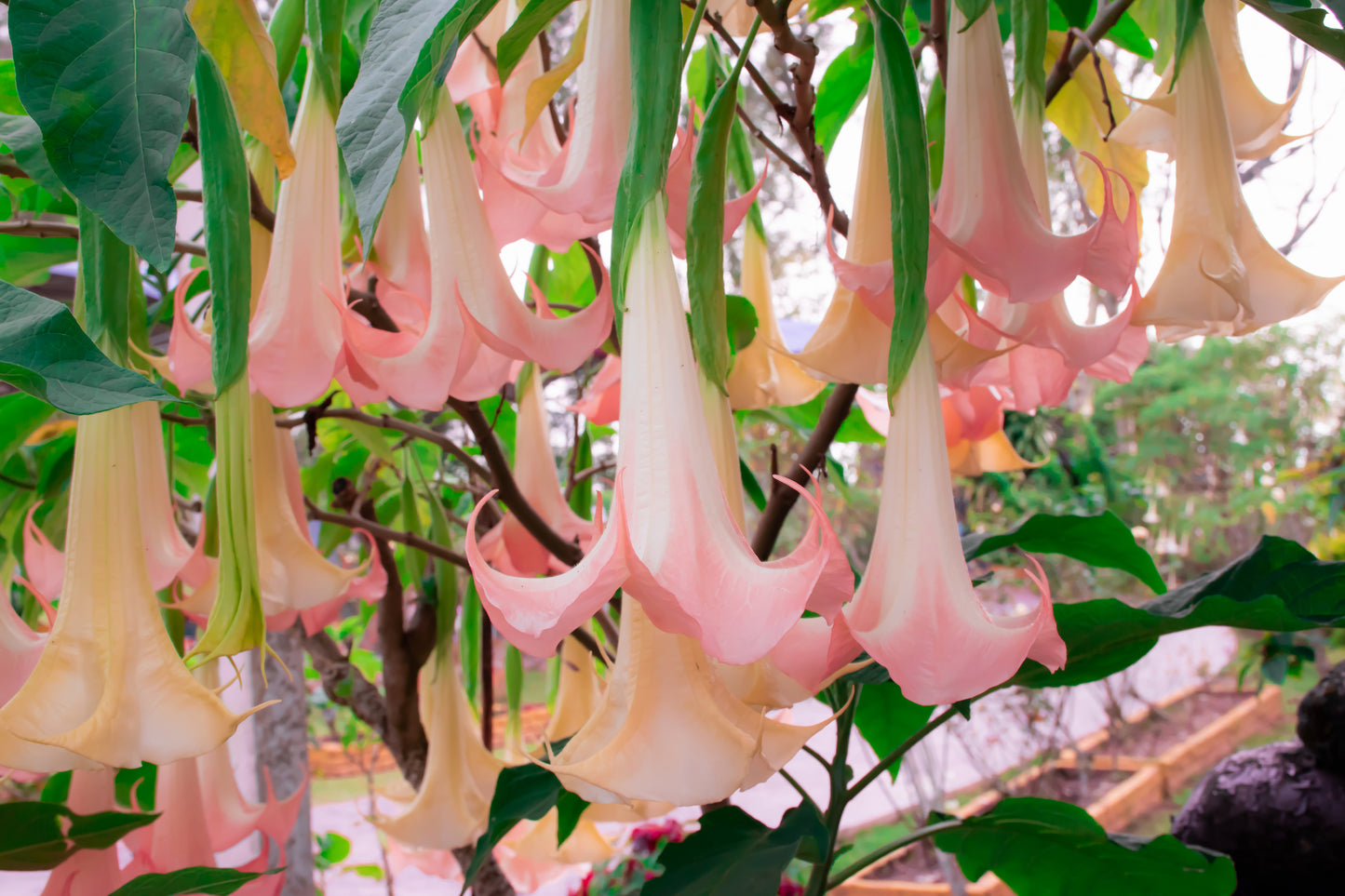 Angel Trumpets (2) Rooted Cuttings - 1 white & 1 pink $25.00