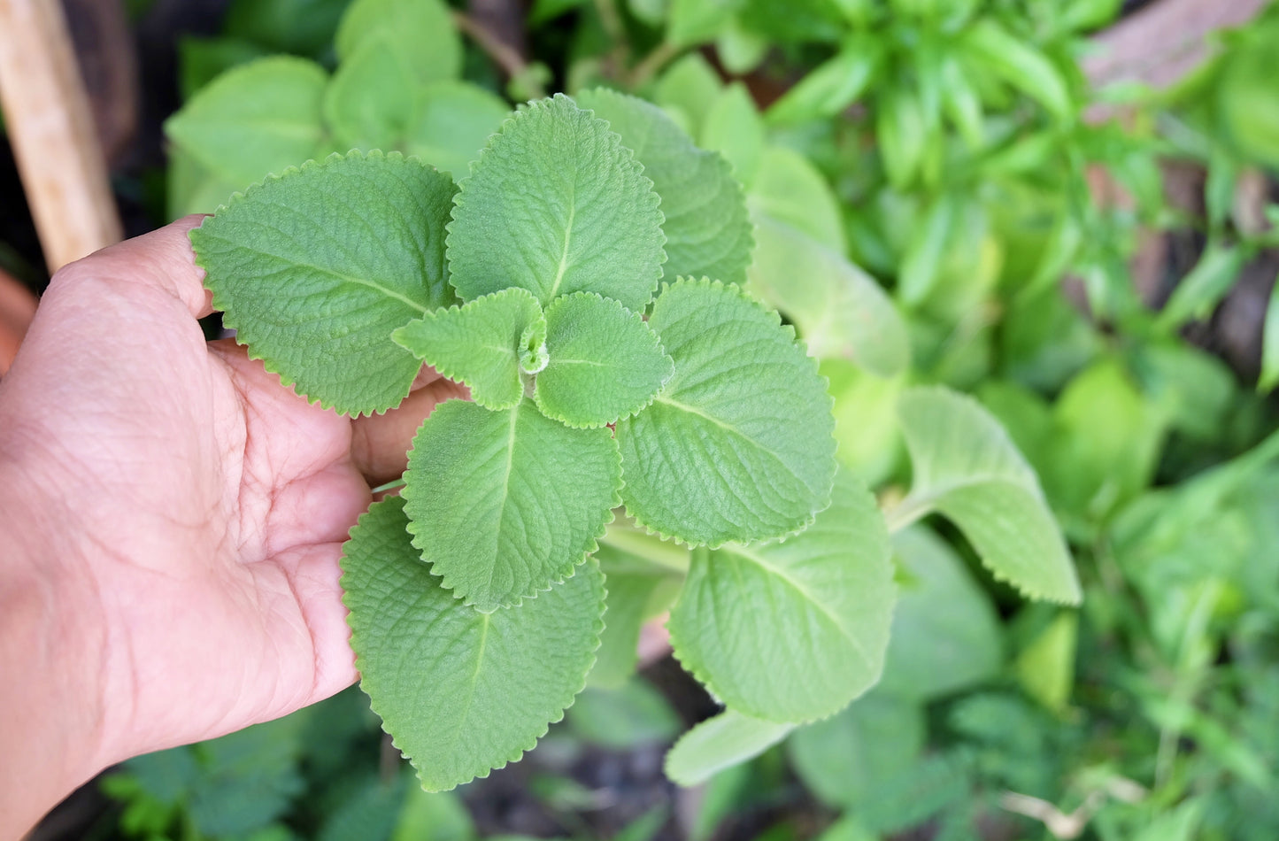 Spanish Thyme - Cubn Oregano