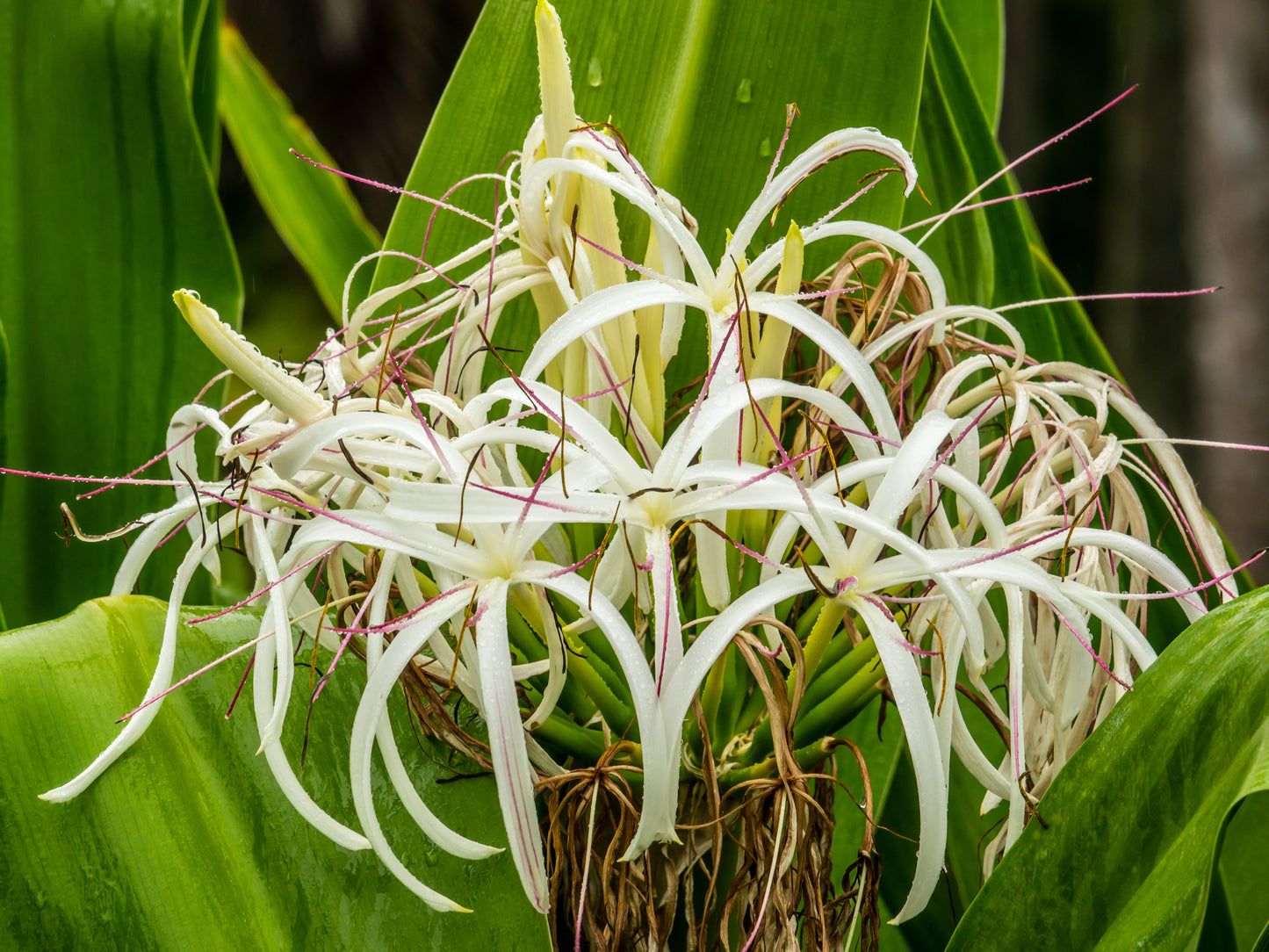 Crinum americanum (6) Rooted Plants!!!! A/k/a swamp liliy