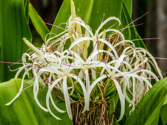 Crinum americanum (6) Rooted Plants!!!! A/k/a swamp liliy