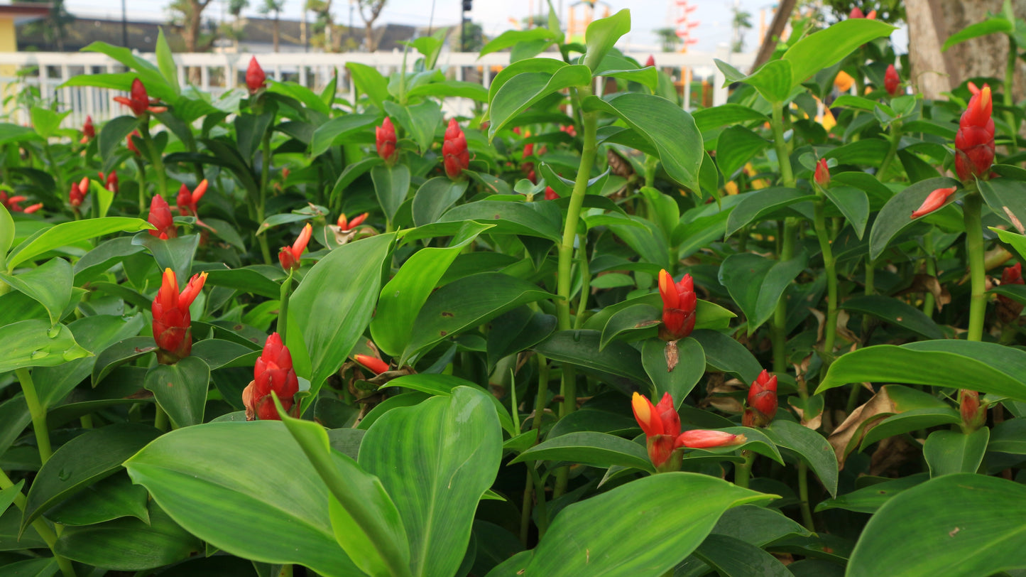 Orange Spiral Ginger (3) Rooted Rhizhomes Costus scaber Flower Plant