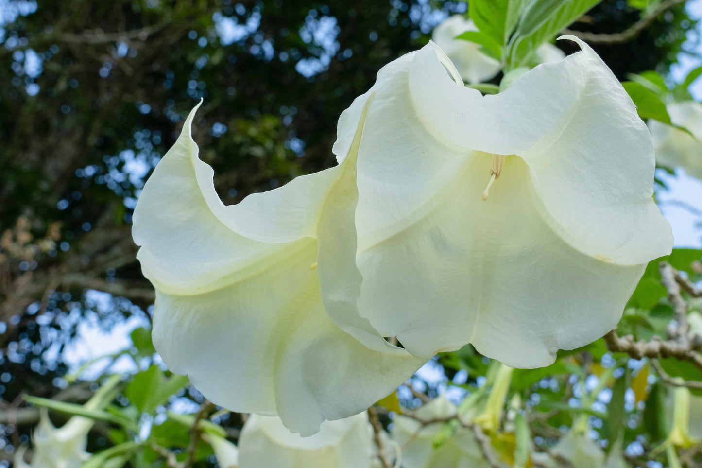 Angel Trumpets (2) Rooted Cuttings - 1 white & 1 pink $25.00