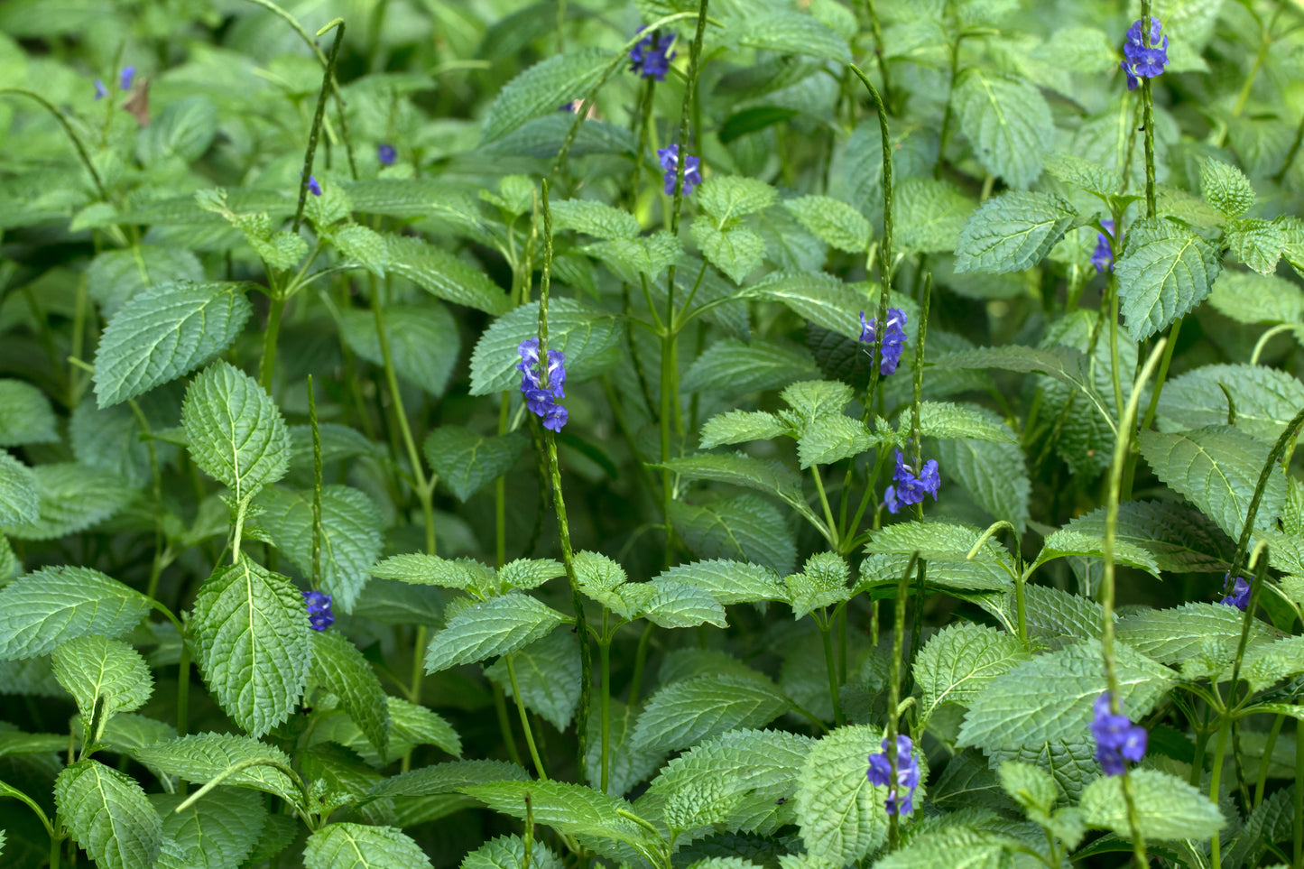 Blue porterweed (Stachytarpheta jamaicensis)